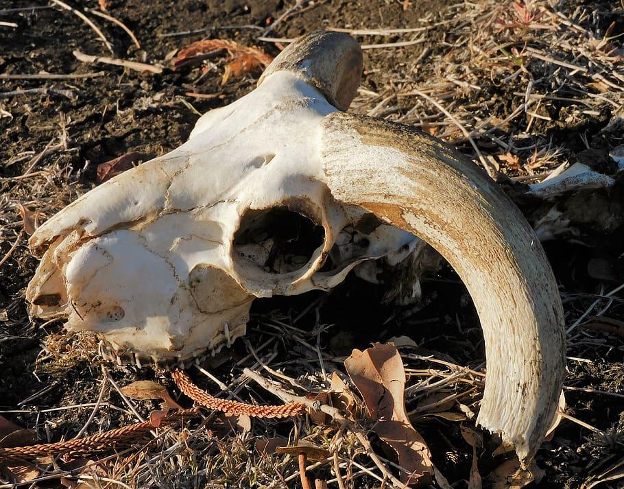 skull, animal, bone, dead, horns, skeleton, nature, animal bone, animal body part, animal skull