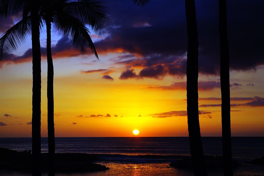 palm tree, golden, hour photograph, sunrise, hawaii, sunset, sea, travel, tropical, sky