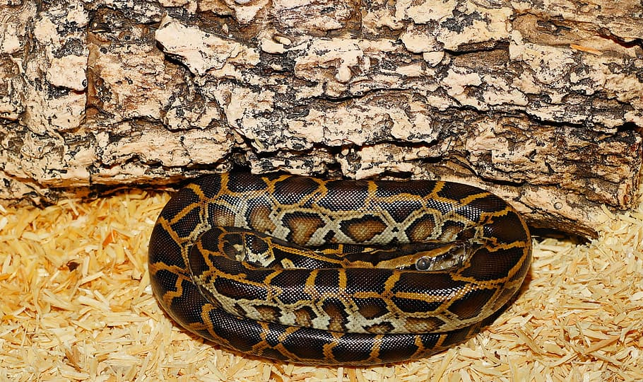 burmese python, log, snake, young animal, dark tigerpython, pattern, terrarium, python, constrictor, species