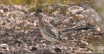 roadrunner-bird-chaparral-ground-cuckoo-