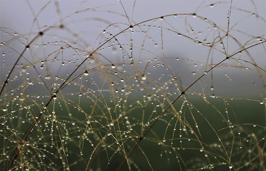 water drops, grass, rosa, dewdrop, after the rain, beaded, wet, mirror, droplets, the drip