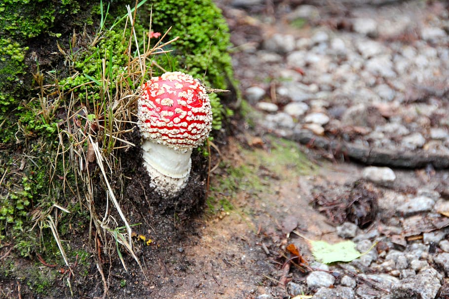 fly agaric, forest, autumn, mushrooms, nature, forest floor, mushroom, noble rot, land, food