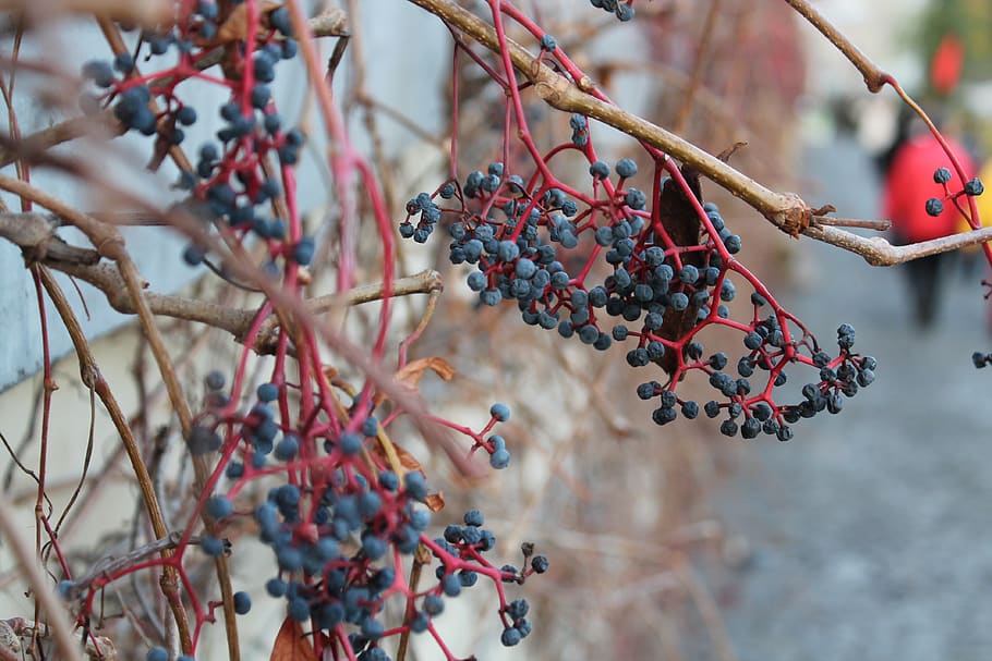 plants, nature, autumn, vine, blueberries, branches, fruit, food and drink, healthy eating, berry fruit