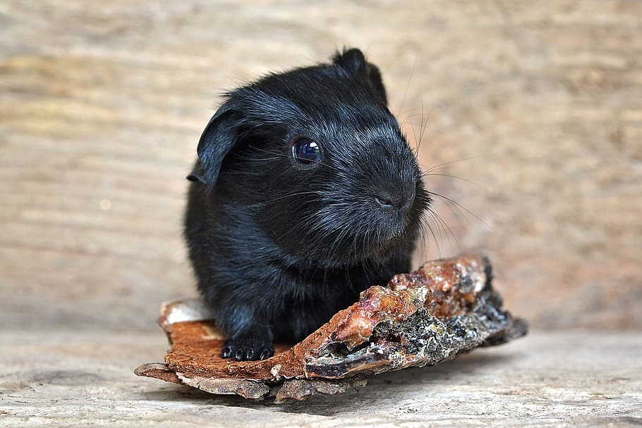 guinea pig, baby guinea pigs, newborn, smooth hair, black, small animal, nager, rodent, baby guinea pig, cute
