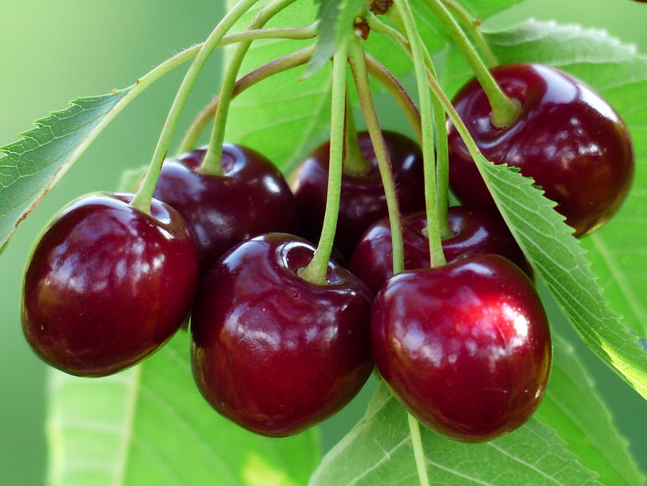 red round fruit, cherry, sweet cherry, red, fruit, healthy, leaves, branch, summer, delicious