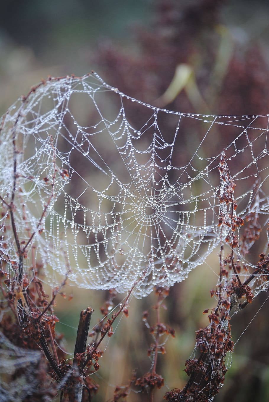 web, nature, insect, spiderweb, dew, drops, autumn, dewdrop, spider, fragility