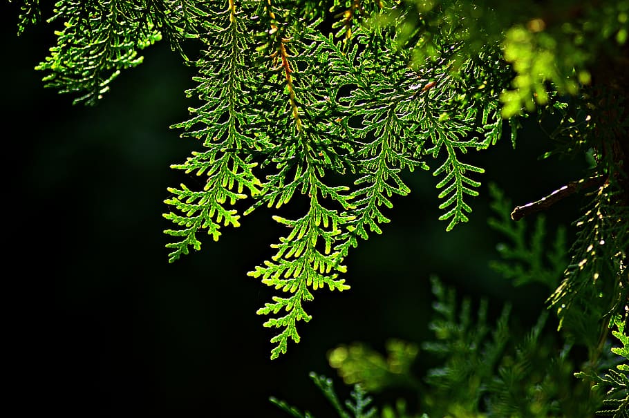 thuja, tujafa, evergreen, wood, bough, pine, lights, nature, plant, green color