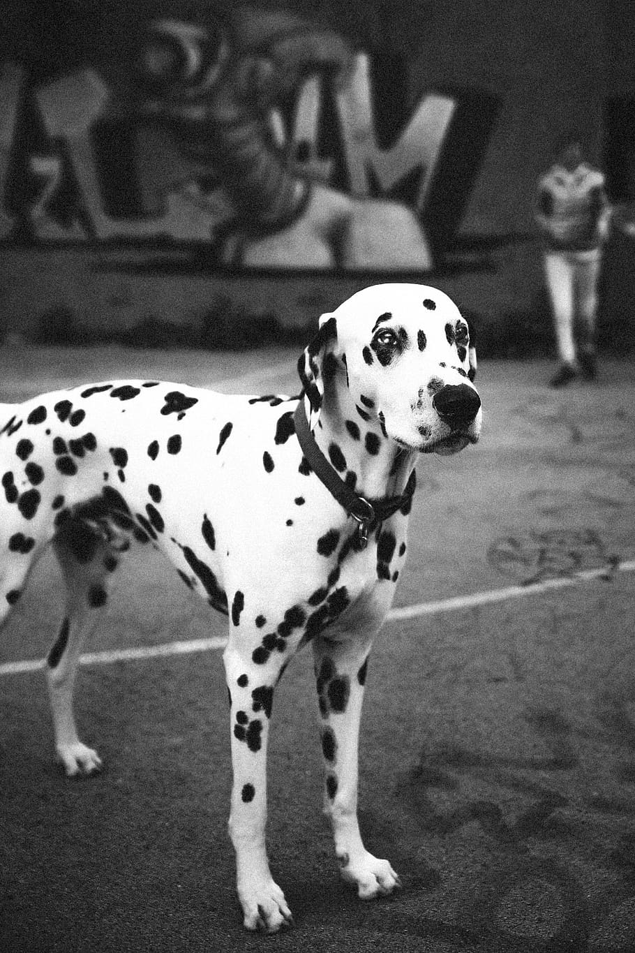 dog, animal, pet, black and white, dalmatian, street, mammal, canine, animal themes, one animal
