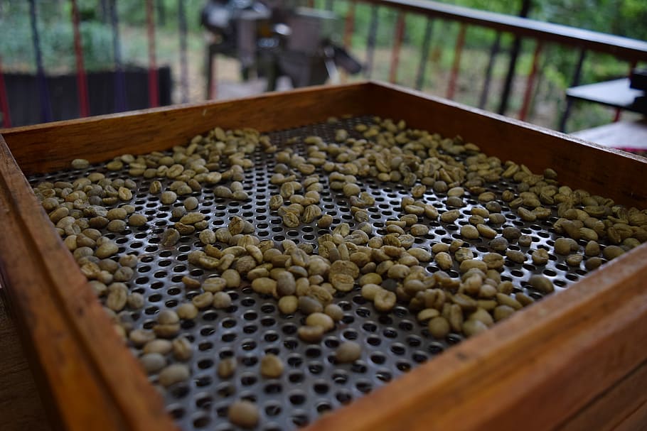 Coffee, Toasted, Grain, green, coffee grains, colombia, dry, large group of animals, beehive, abundance