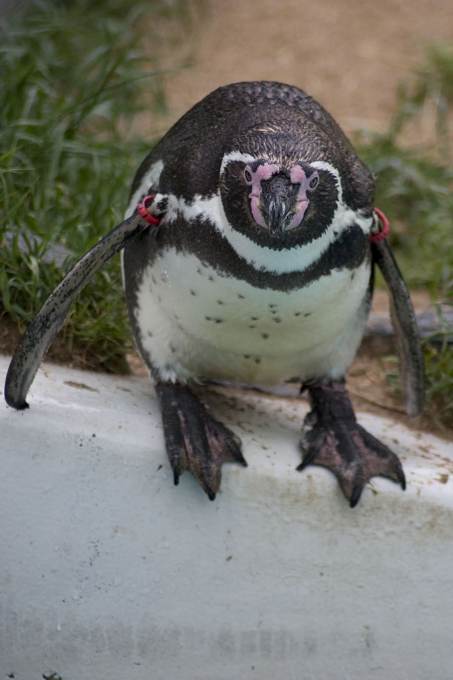 Humboldt, pingüino de Humboldt, pingüino, proyecto de ley, pájaro, nadar, saltar, peces, animales, mundo animal