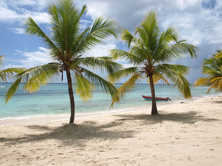 nature, beach, caribbean, sand, palm trees, vacations, palm tree, land, tree, sea