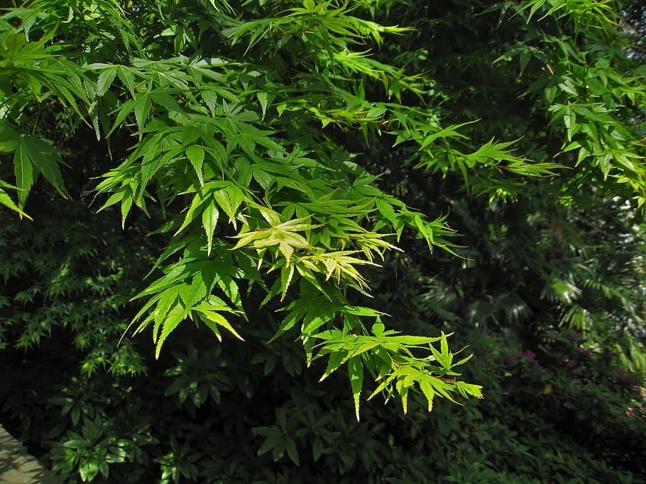 Momiji, verde, yokosuka-shi, kanagawa japón, japón, mayo, color verde, naturaleza, planta, hoja