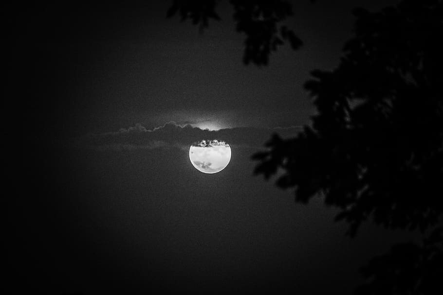 moon, cloud, moonlight, full moon, intuition, shadow, halloween, tree, sky, plant