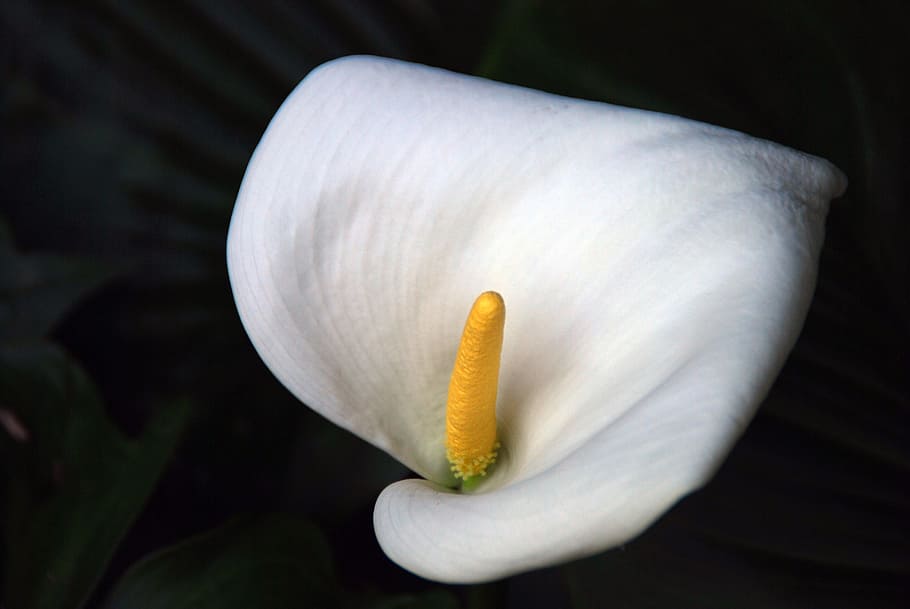 flower, white, white flower, floral, nature, plant, spring, summer, macro, petal