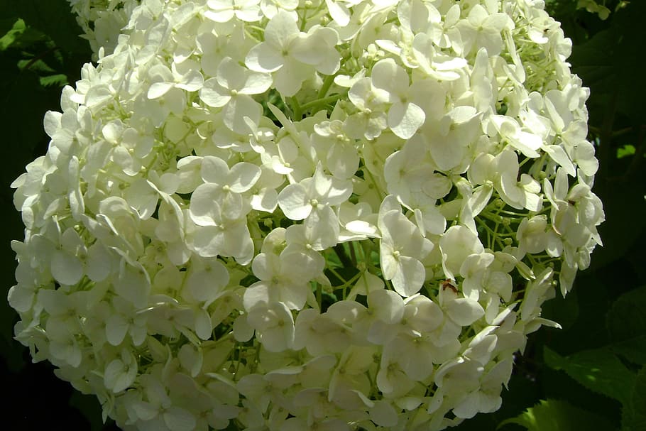 hydrangea tree plant anabelle, summer, flowers, flower, beauty in nature, flowering plant, plant, freshness, close-up, vulnerability