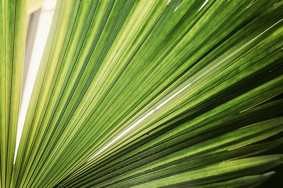 verde, planta de palmeira de ventilador, folhas, plantas, jardim, outono, luz solar, natureza, folha, verde Cor