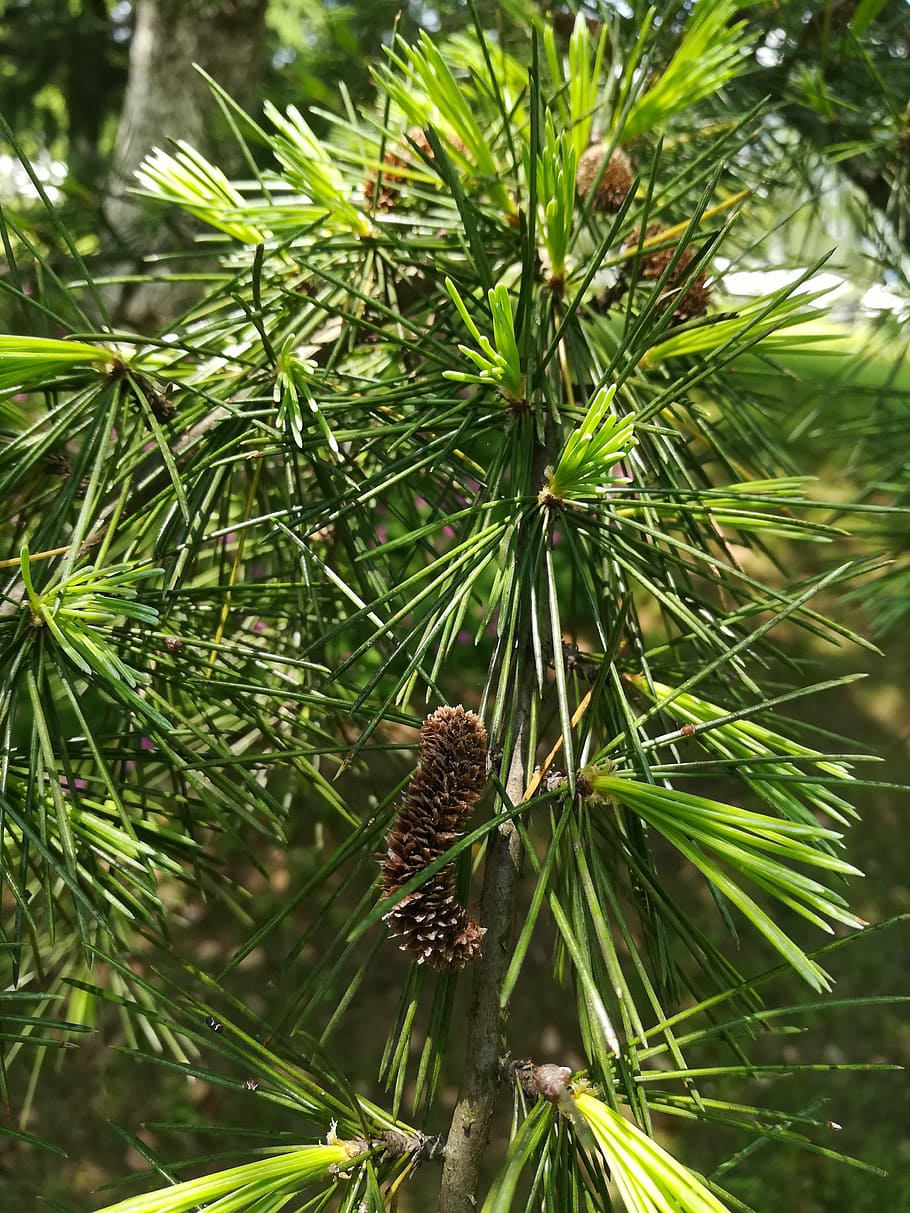 cedar, material, plant, green leaf, pine needles, natural, growth, green color, day, tree