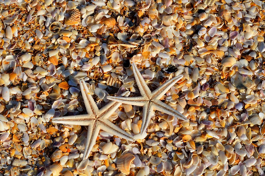 two, white, starfishes, seashells, starfish, animal, coral, life, marine, ocean