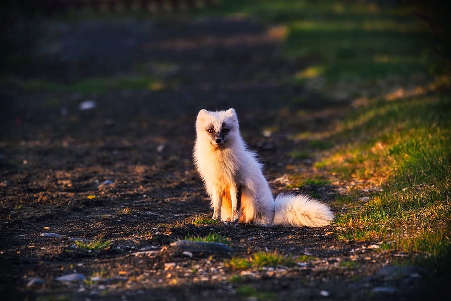white, 4-legged, animal, ground, arctic fox, wildlife, norway, cute, landscape, nature