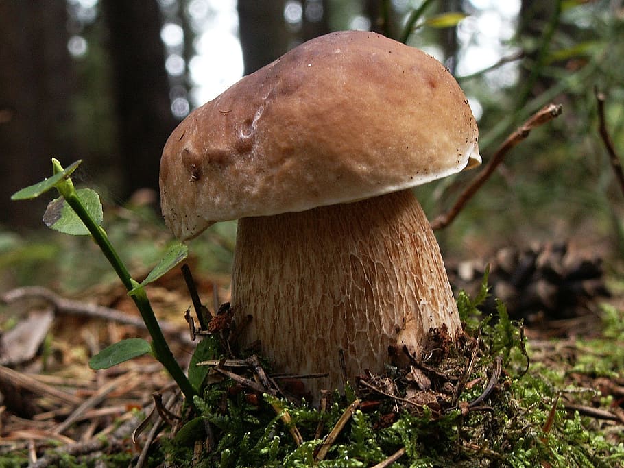 Fungus, Nature, Boletus, Edible, Forest, moss, mushroom, freshness, woodland, outdoors