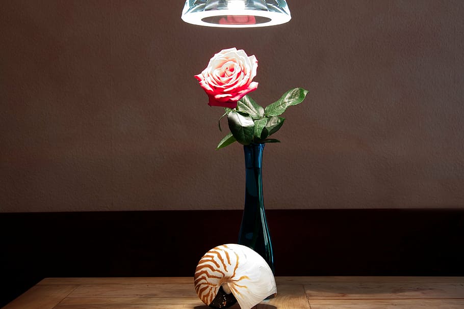 close, gray, brown, nautilus shell, front, red, rose, centerpiece, still life, vase