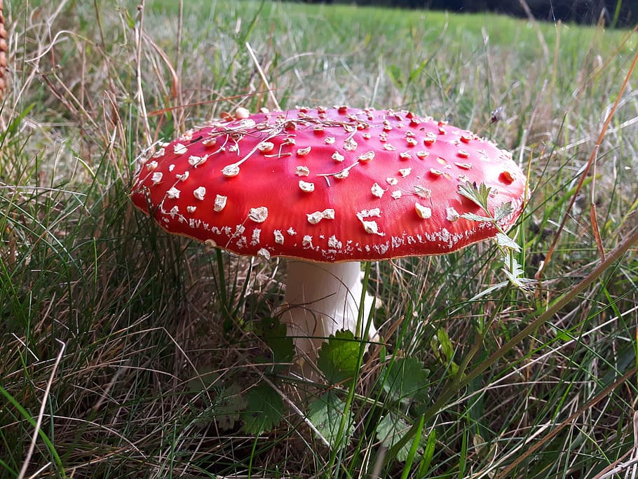 amanita, mushroom, poisonous, fly agaric red, forest, mushrooms, nature, autumn, poisonous mushrooms, red