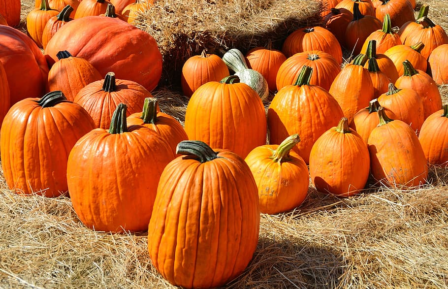 bunch of pumpkins, pumpkins, for sale, sell, farm, food, agriculture, sale, autumn, harvest