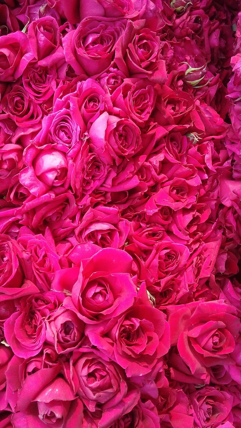 mawar, bunga, daun bunga, warna, bingkai penuh, latar belakang, mawar - bunga, warna pink, keindahan di alam, close-up