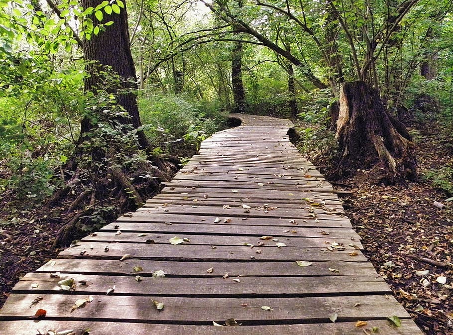 brown, bridgeway, middle, forest, away, web, wooden track, plank road, nature reserve, autumn