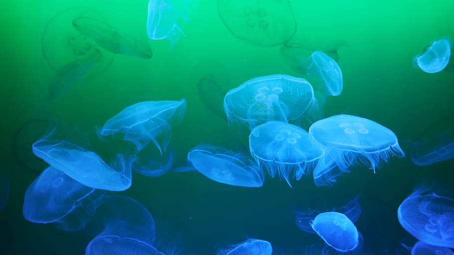 fondo de pantalla digital de medusa, medusa, animal marino, transparente, medusa de agua salada, gelatinosa, schirmqualle, cnidario, submarino, mar