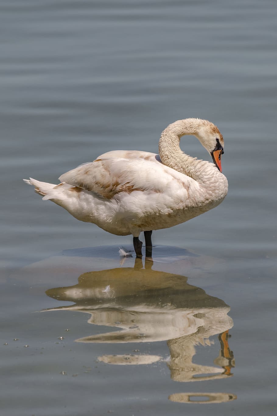 白鳥 動物 リラックス 水鳥 水 羽 瞑想 グースネック 銀行 湖 Pxfuel