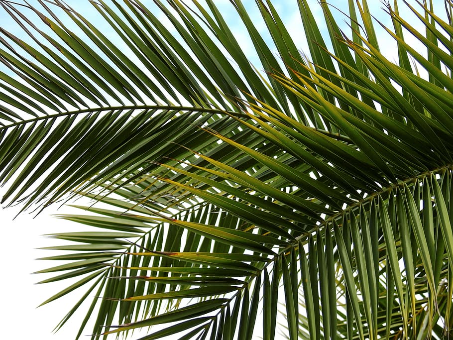 코코넛 나무 잎, 야자수, 식물, 잎, 태양, 여름, 바다, 호수, 남쪽 바다, 종려 잎