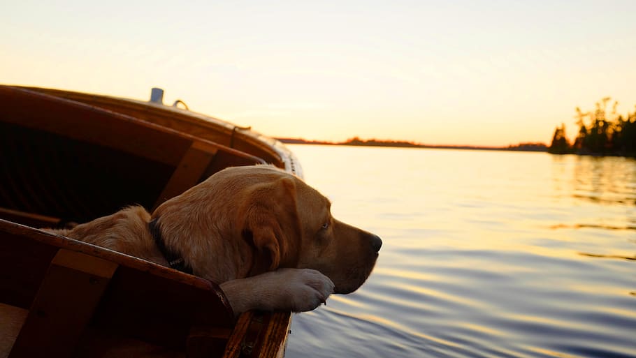 perro, artillero, agua, bote, bote de madera, chris-craft, lago, lotw, lago de los bosques, puesta de sol