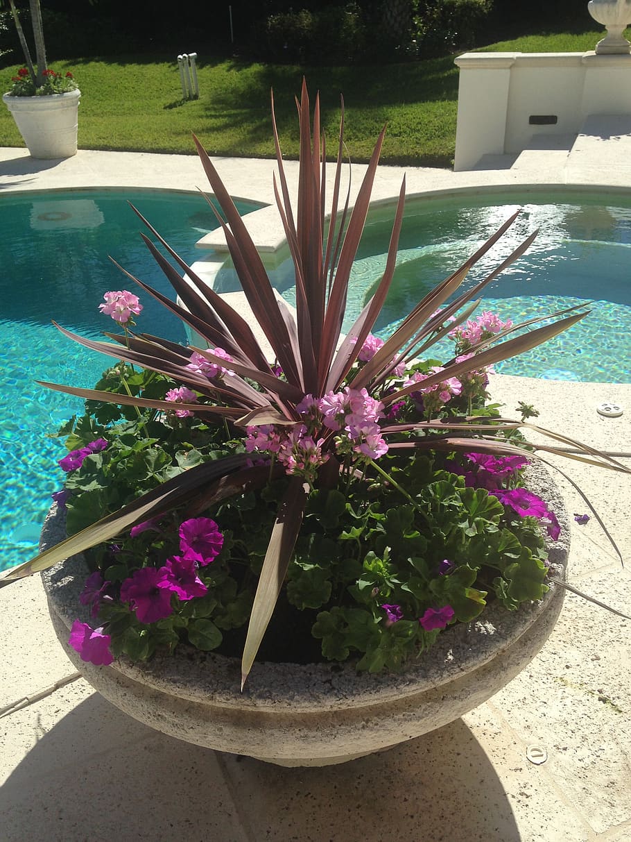 container garden, poolside, beautiful, flowering plant, nature, plant, flower, freshness, growth, vulnerability