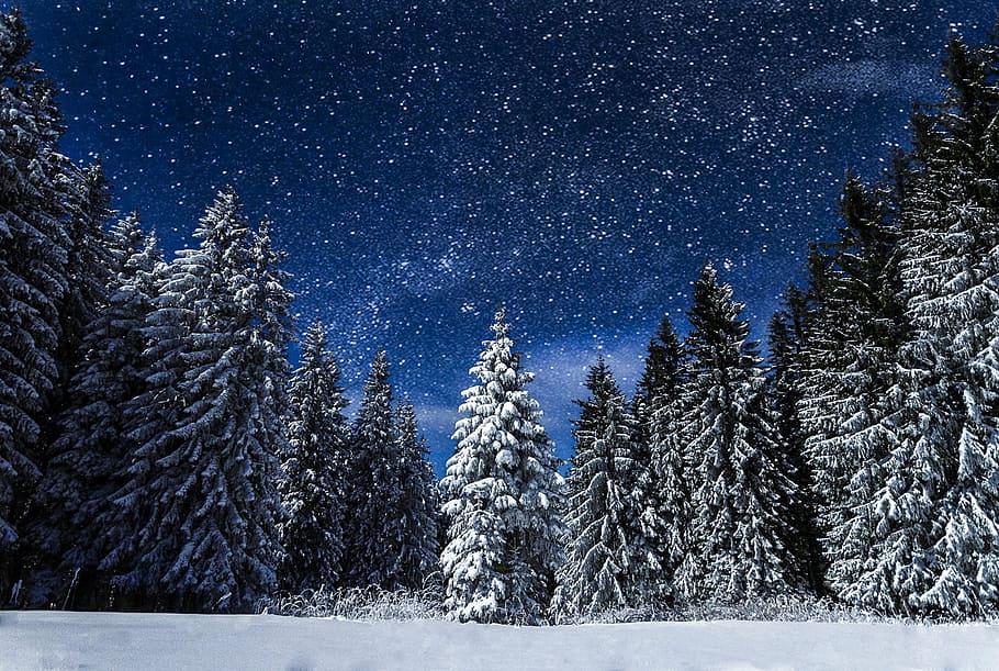pine trees, covered, snow, day, nature, night, travel, blue, snowy landscape, magical night