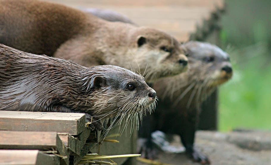group of beavers, otter, fur, cute, animal, water, wildlife photography, zoo, wild animals, animal world