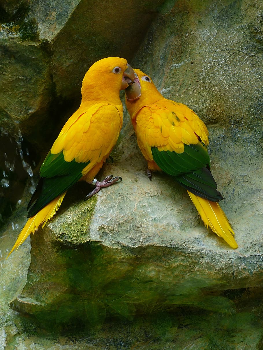 two, yellow-and-green parrots, gray, surface, gold parakeets, bird couple, couple, birds, yellow, green