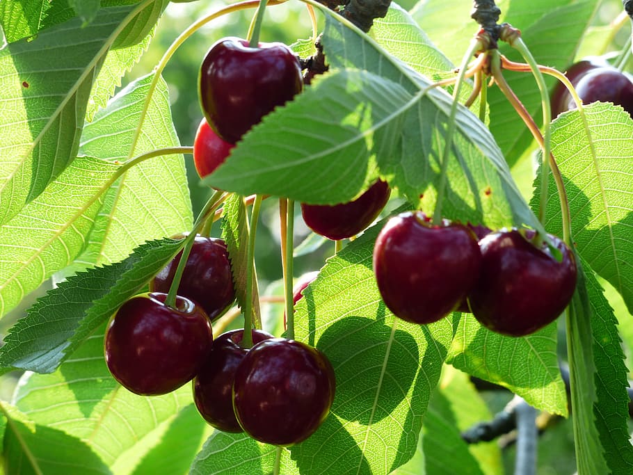 maroon fruit, Sweet Cherry, Cherry, Red, Red, Fruit, cherry, red, fruit, healthy, leaves, branch