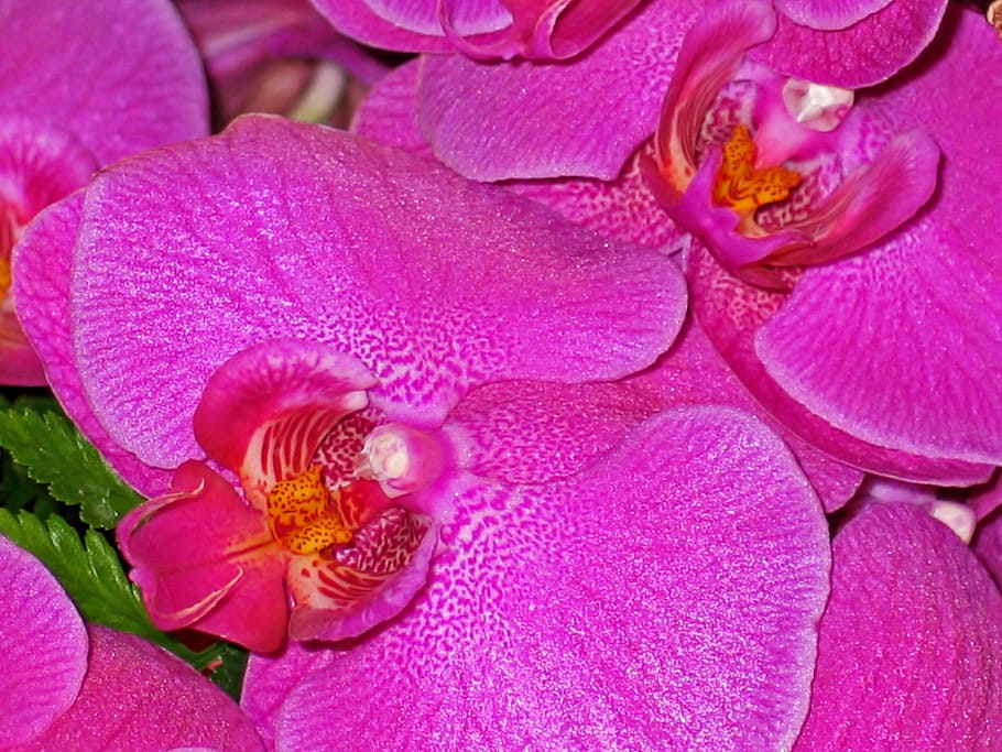 orchids, flowers, pink, purple, nature, plant, close, purple flower, floristry, violet