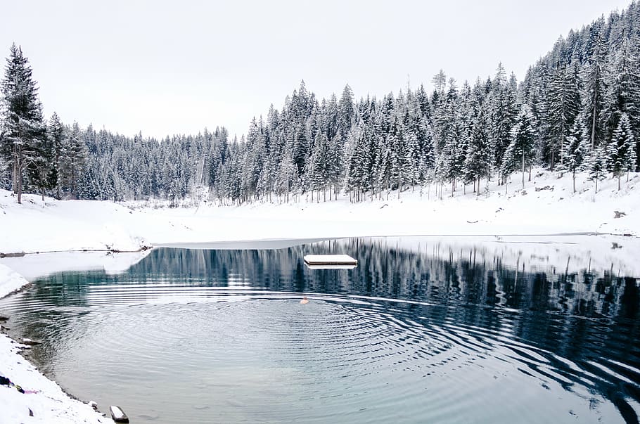 calm, body, water, pond, surrounded, white, snow, field, winter, pine tree