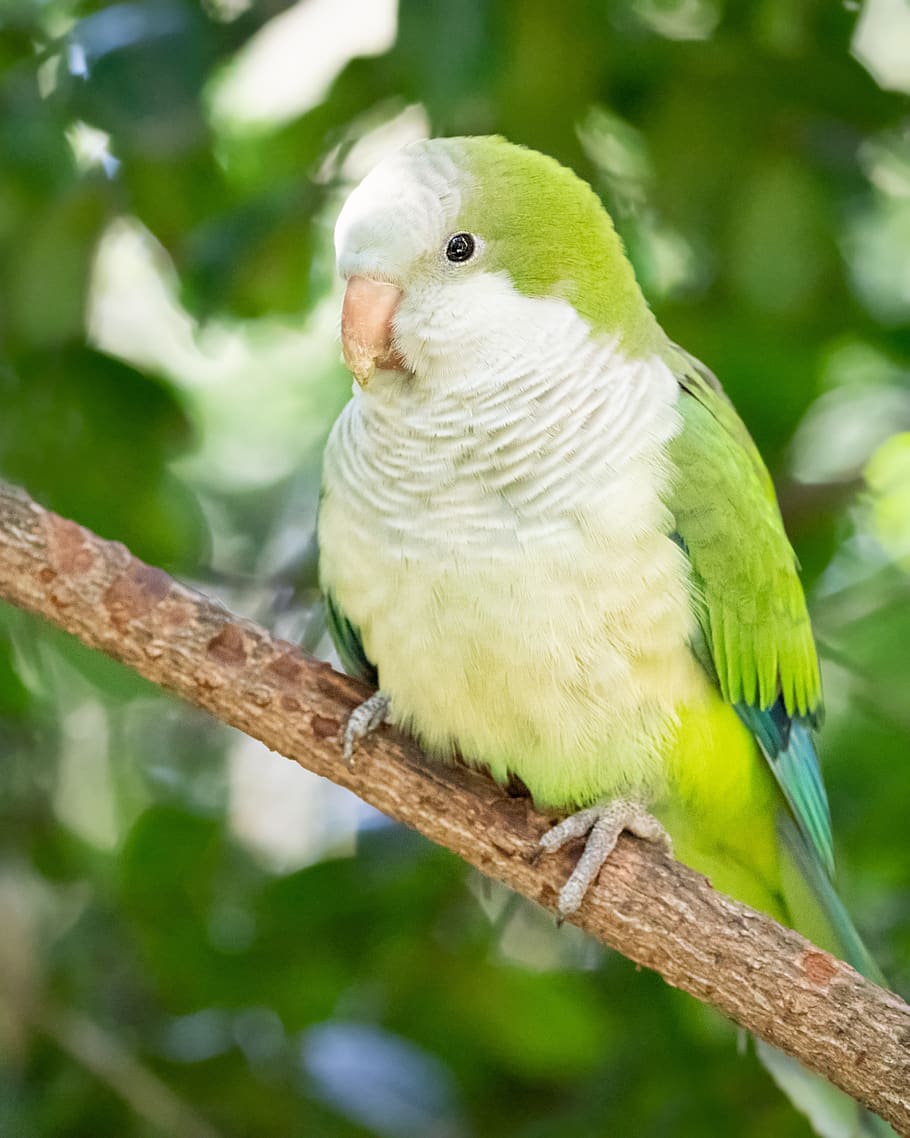 quaker parrot, kakariki parakeet, parrot, bird, animal, green, pet, beak, colorful, parakeet