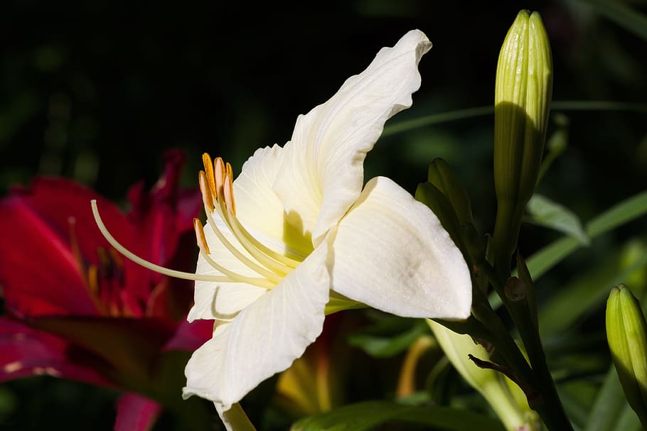 Daylily, Hemerocallis, Day Lily, Tanaman, tanaman hari lily, bunga, alam, musim panas, putih, kuning