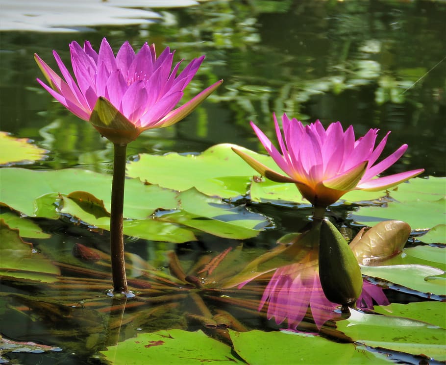 lotus, flowers, pond, nature, pink, peace, meditation, bloom, zen, flower