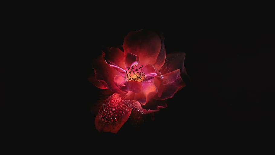 low-light photography, red, petaled flower, flower, petals, bloom, dark, pink, water, drops