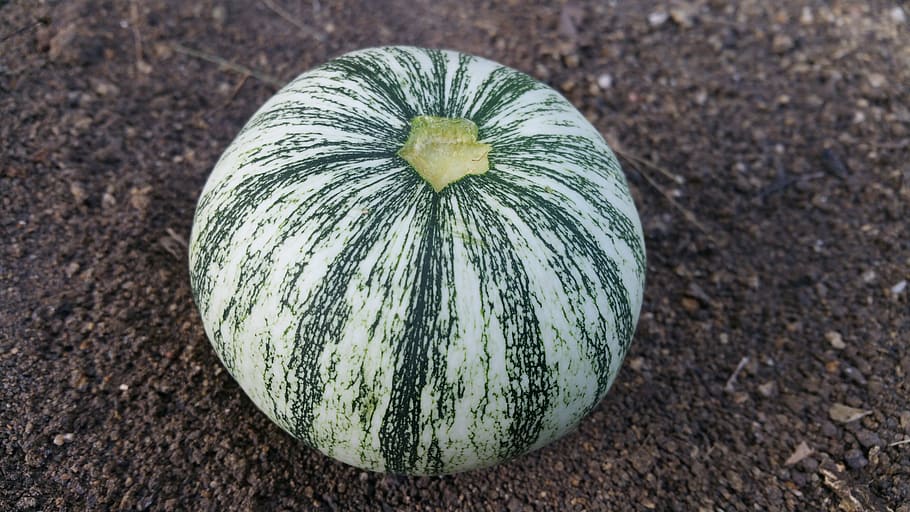 squash, round, pumpkin, food and drink, healthy eating, food, vegetable, freshness, wellbeing, close-up