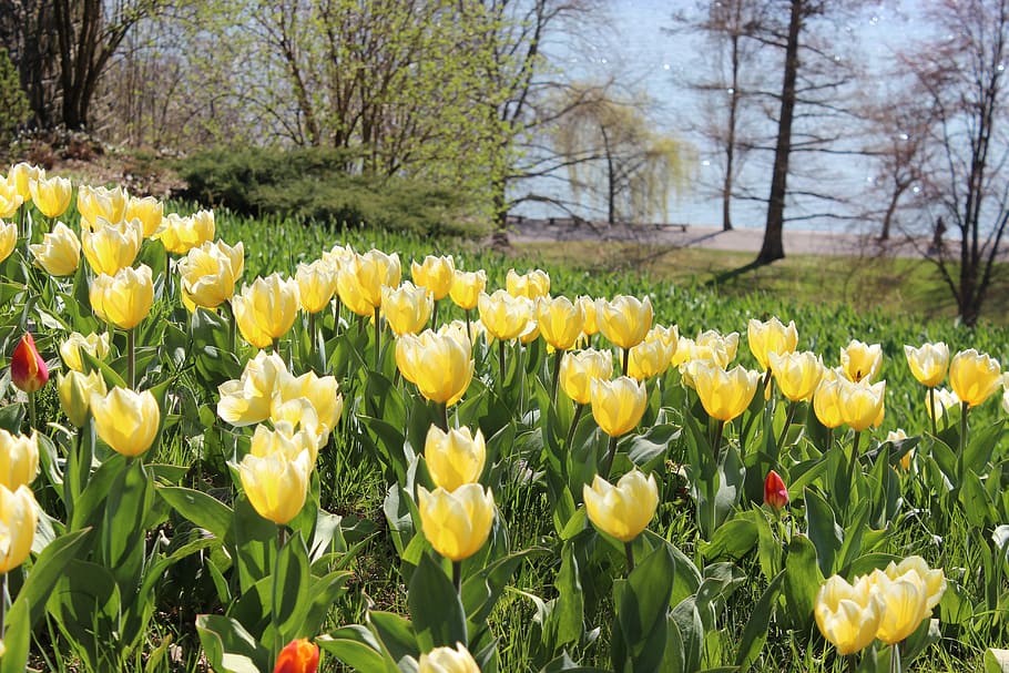 spring, tulips, yellow, flowers, nature, plant, flowering plant, flower, freshness, growth