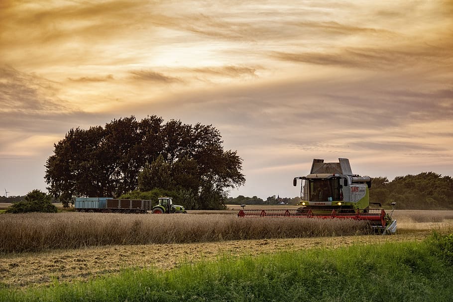 harvest, agriculture, combine harvester, cereals, summer, tractor, field, plant, rural scene, land