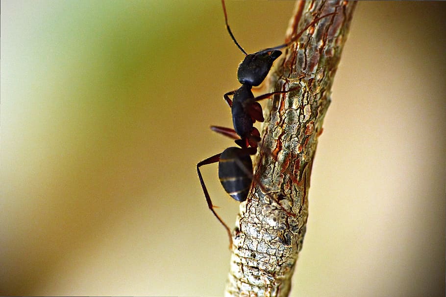black ant, insect, garden ant, lasius niger, animalia, arthopod, animal themes, animal, animal wildlife, animals in the wild