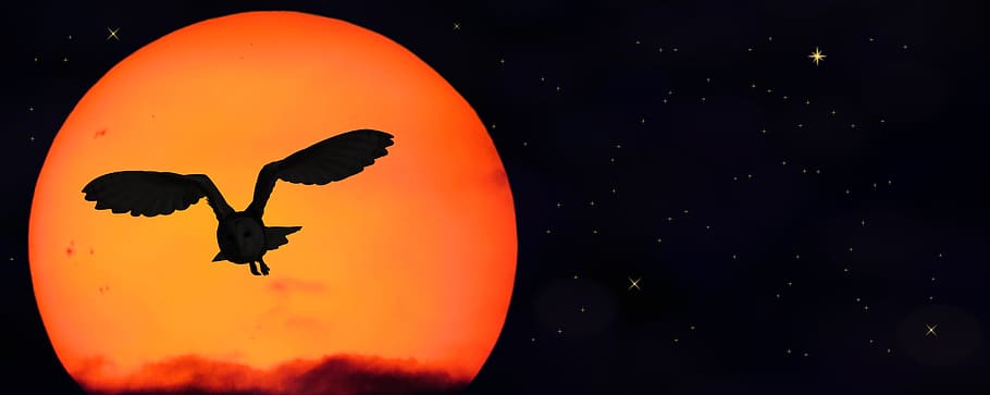silhouette photography, flying, barn owl, moon background, Sun, Star, Owl, Fly, Banner, sun, star, owl