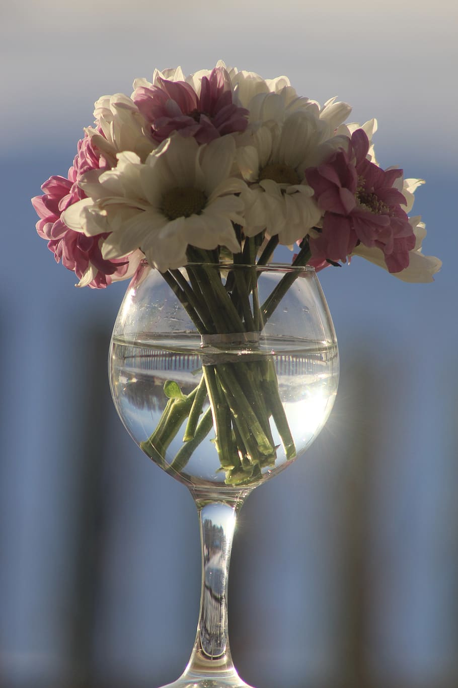 Winter Flowers Light Cold Chrysanthemum Flower Flowering